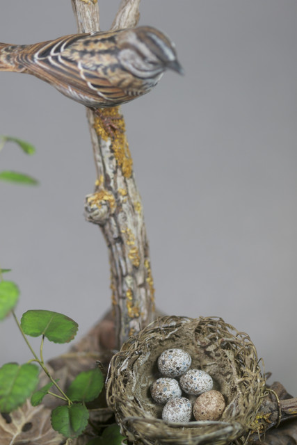 "Silenced Song" Detail, Four song sparrow eggs and one cowbird egg